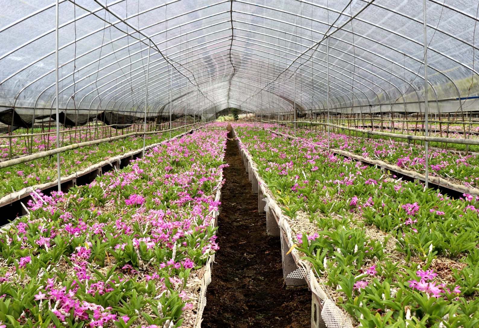 通绘就龙陵“三色”新画卷CQ9电子游戏网站绿美交(图1)